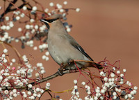 Waxwing Bombycilla garrulus