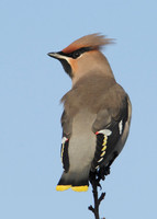 Waxwing Bombycilla garrulus