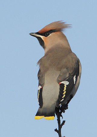 Waxwing Bombycilla garrulus