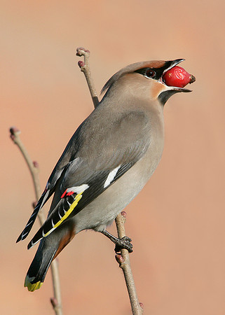 Waxwing Bombycilla garrulus