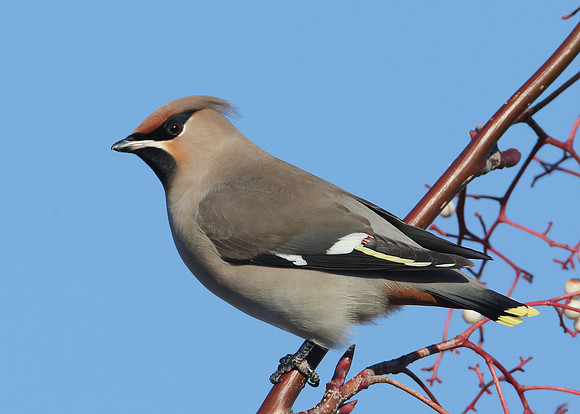 Waxwing Bombycilla garrulus