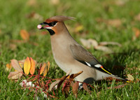 Waxwing Bombycilla garrulus