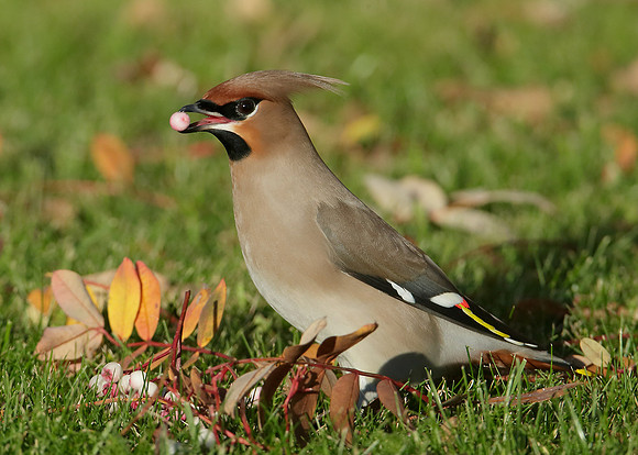 Waxwing Bombycilla garrulus