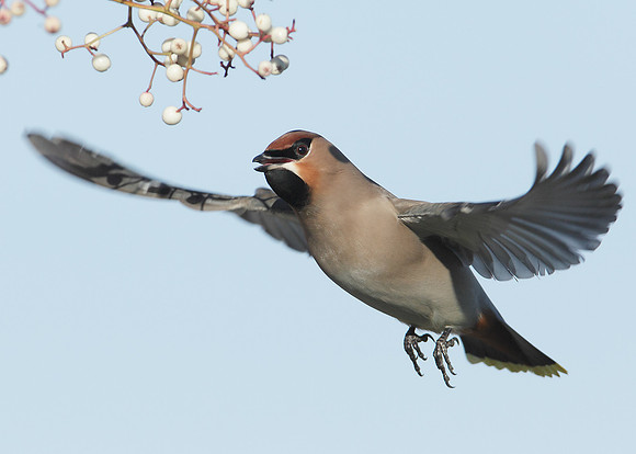 Waxwing Bombycilla garrulus