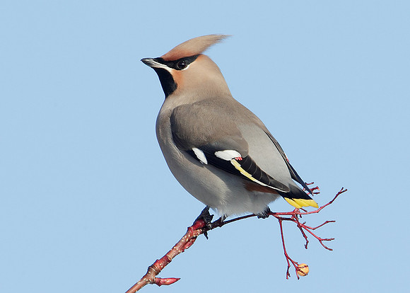 Waxwing Bombycilla garrulus
