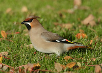 Waxwing Bombycilla garrulus