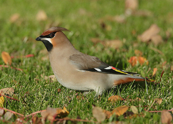 Waxwing Bombycilla garrulus