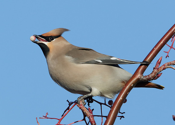 Waxwing Bombycilla garrulus