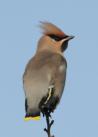 Waxwing Bombycilla garrulus