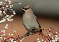 Waxwing Bombycilla garrulus