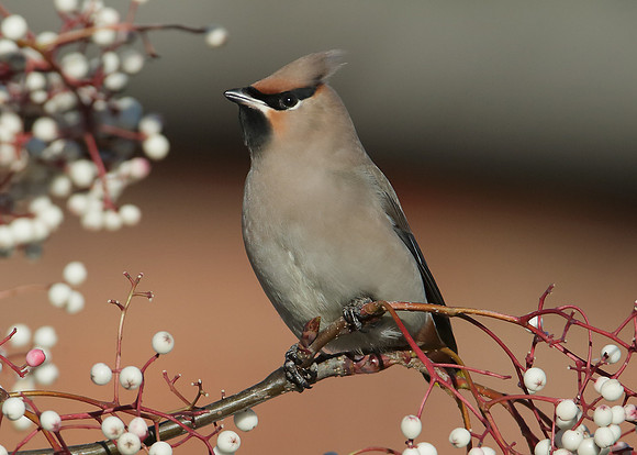 Waxwing Bombycilla garrulus