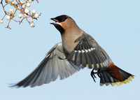 Waxwing Bombycilla garrulus
