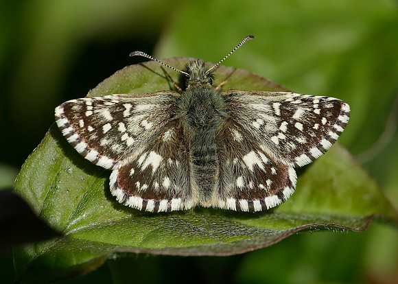 Grizzled Skipper Pyrgus malvae