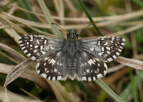 Grizzled Skipper Pyrgus malvae