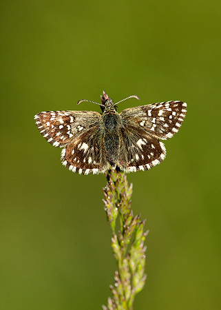Grizzled Skipper Pyrgus malvae