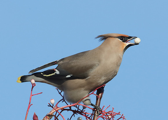 Waxwing Bombycilla garrulus