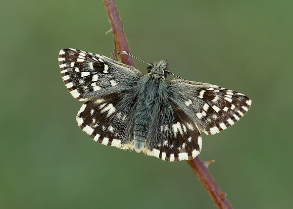 Grizzled Skipper Pyrgus malvae
