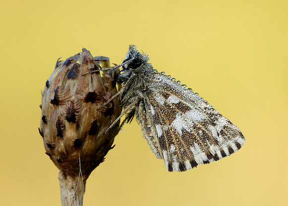 Grizzled Skipper Pyrgus malvae