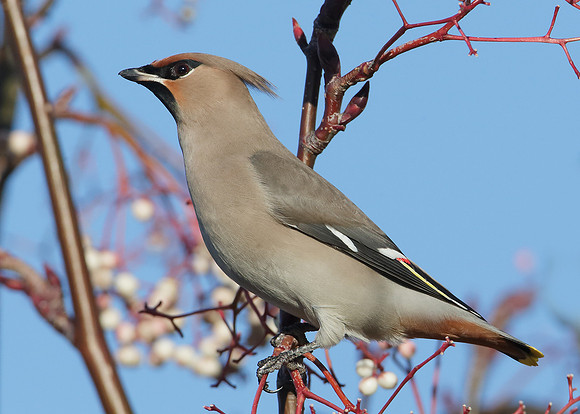 Waxwing Bombycilla garrulus