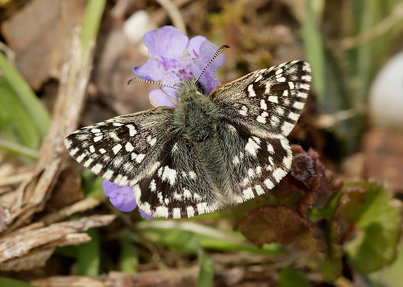 Grizzled Skipper Pyrgus malvae