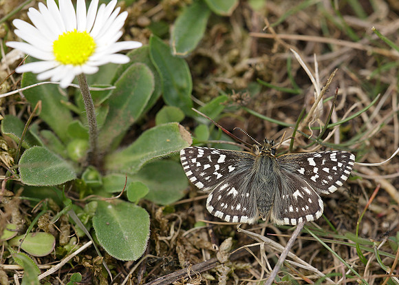 Grizzled Skipper Pyrgus malvae