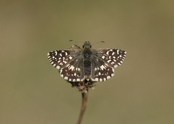 Grizzled Skipper Pyrgus malvae