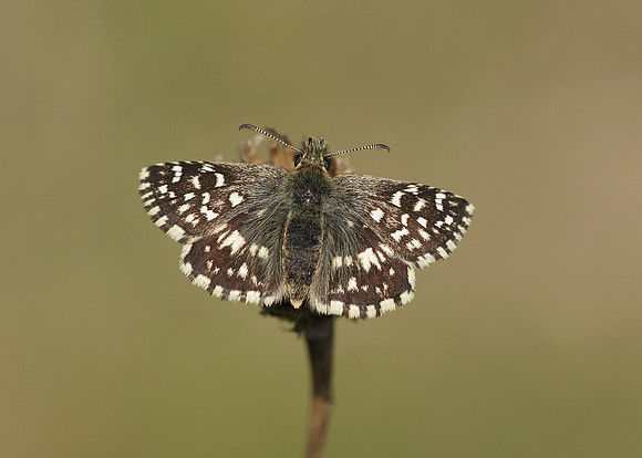 Grizzled Skipper Pyrgus malvae