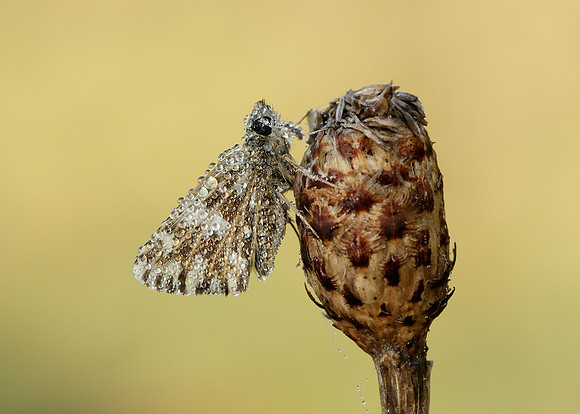 Grizzled Skipper Pyrgus malvae