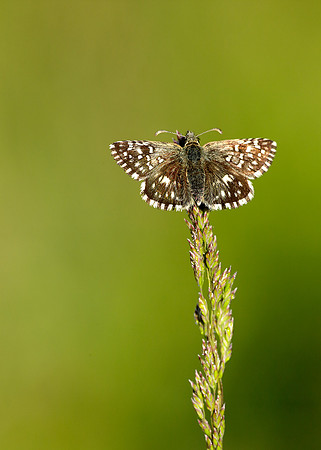 Grizzled Skipper Pyrgus malvae