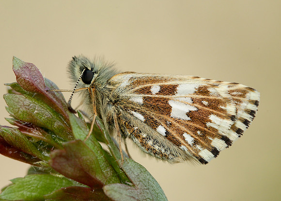 Grizzled Skipper Pyrgus malvae