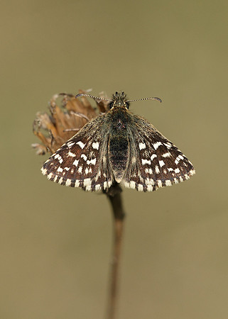 Grizzled Skipper Pyrgus malvae