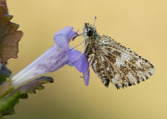 Grizzled Skipper Pyrgus malvae