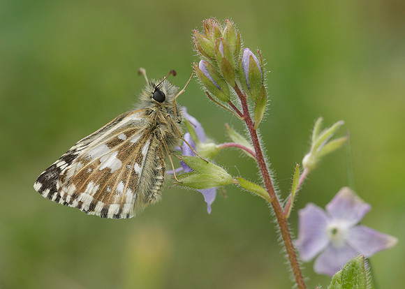 Grizzled Skipper Pyrgus malvae