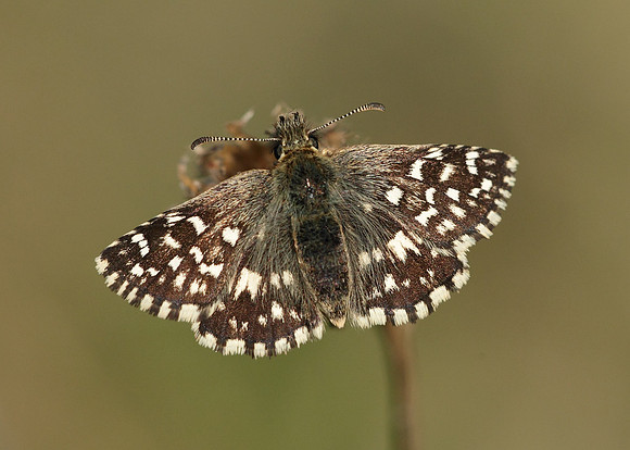 Grizzled Skipper Pyrgus malvae