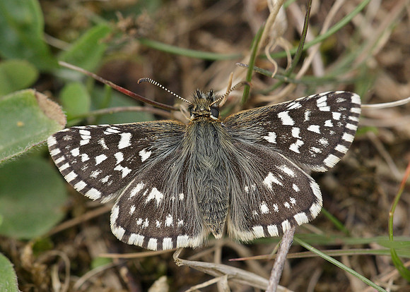 Grizzled Skipper Pyrgus malvae
