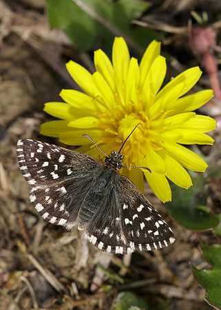 Grizzled Skipper Pyrgus malvae