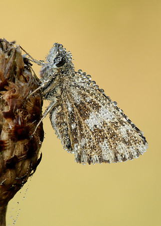 Grizzled Skipper Pyrgus malvae