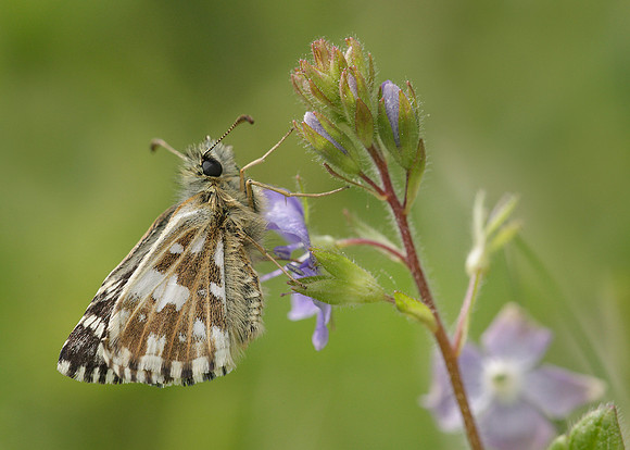 Grizzled Skipper Pyrgus malvae