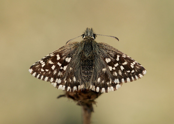 Grizzled Skipper Pyrgus malvae