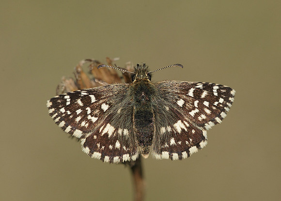Grizzled Skipper Pyrgus malvae