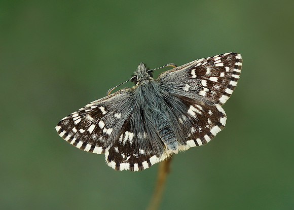 Grizzled Skipper Pyrgus malvae