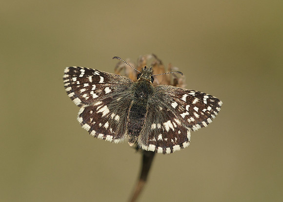 Grizzled Skipper Pyrgus malvae