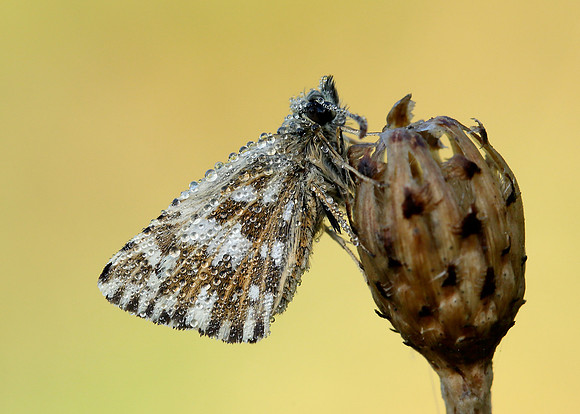 Grizzled Skipper Pyrgus malvae