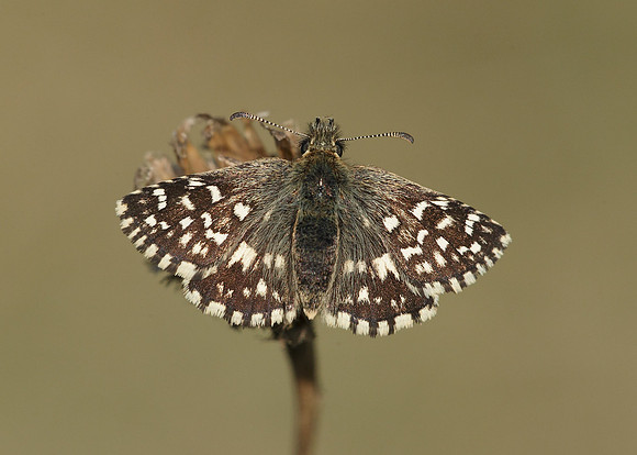 Grizzled Skipper Pyrgus malvae