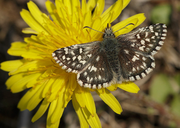 Grizzled Skipper Pyrgus malvae