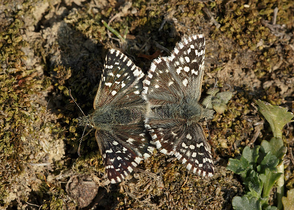 Grizzled Skipper Pyrgus malvae