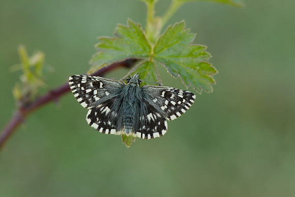 Grizzled Skipper Pyrgus malvae
