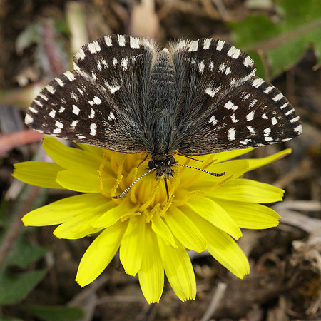 Grizzled Skipper Pyrgus malvae