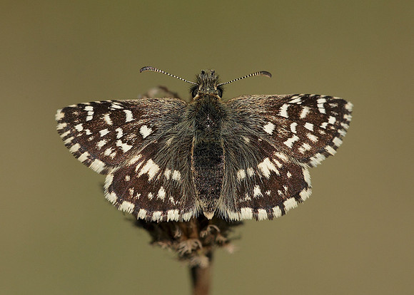 Grizzled Skipper Pyrgus malvae