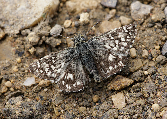 Grizzled Skipper Pyrgus malvae
